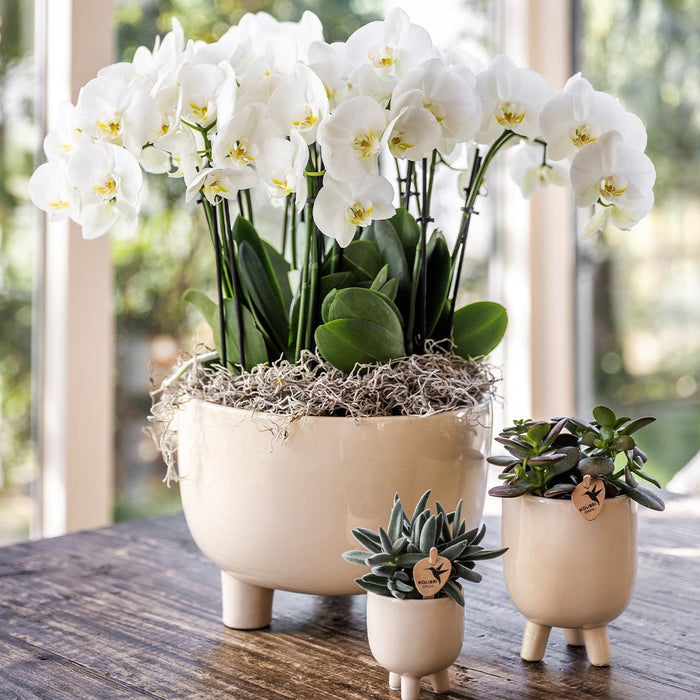 Vaso Decorativo In Travertino Gommoso