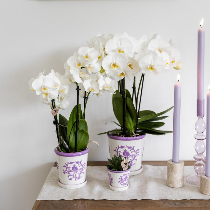 Vaso Decorativo Malaga Lilla