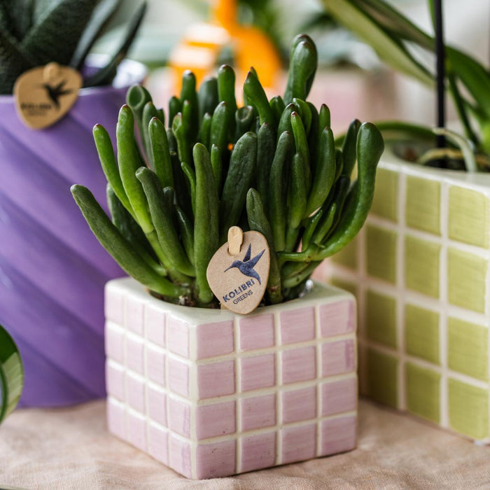 Vaso Decorativo Mosa Rosa