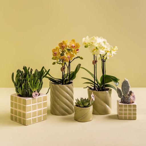 Vaso Decorativo Mosa Green