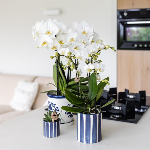 Vaso Decorativo A Strisce Dipinte - Blu