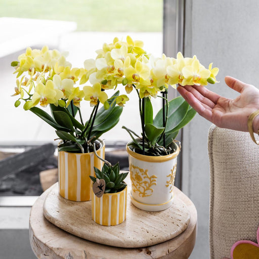 Vaso Decorativo Con Strisce Dipinte - Giallo