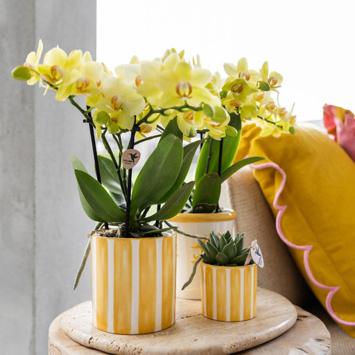 Vaso Decorativo Con Strisce Dipinte - Giallo