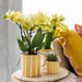 Vaso Decorativo Con Strisce Dipinte - Giallo