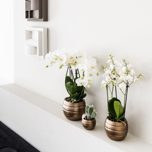 Vaso Decorativo In Ceramica Per Api