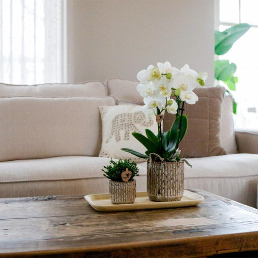 Vaso Decorativo In Ceramica Jaguar