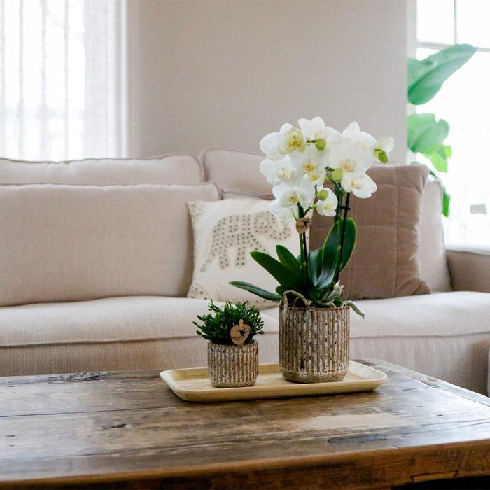 Vaso Decorativo In Ceramica Jaguar