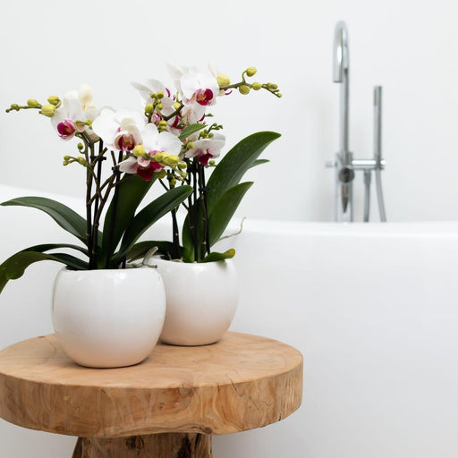 Vaso Decorativo In Ceramica Bianca