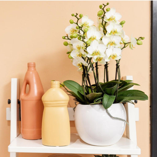 Vaso Decorativo In Ceramica Bianca