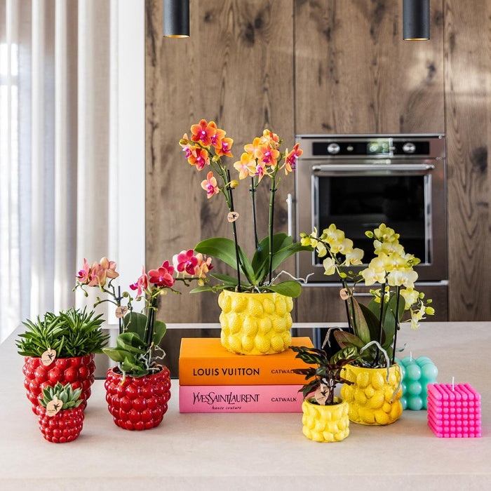 Vaso In Ceramica Rossa Per Piante Da Interno