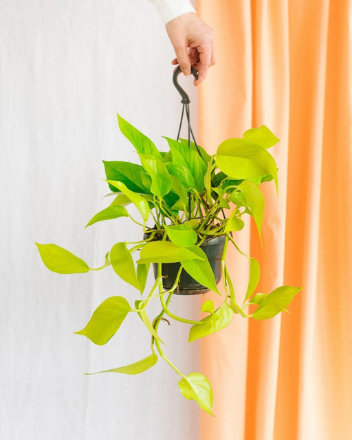 Pothos Neon Oro