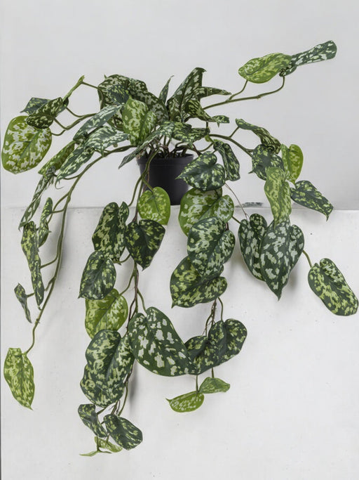 Pothos Silver - Pianta Artificiale Cadente