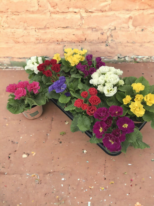 Primula Barocca Mix D11Cm H15Cm