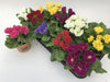 Primula Barocca Mix D11Cm H15Cm