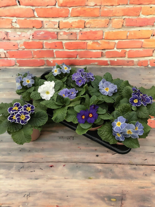 Primula Blu - D11Cm H15Cm
