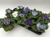 Primula Blu - D11Cm H15Cm