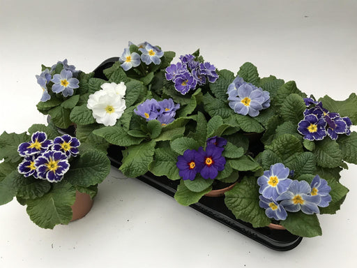 Primula Blu - D11Cm H15Cm
