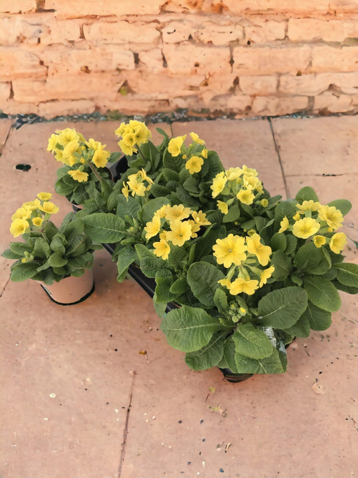 Primula Limone D11Cm H18Cm