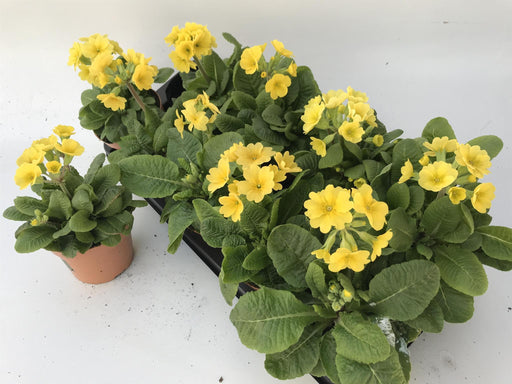 Primula Limone D11Cm H18Cm