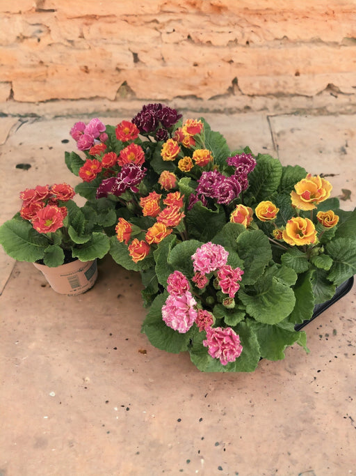 Primula Mix D11Cm H16Cm