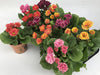 Primula Mix D11Cm H16Cm