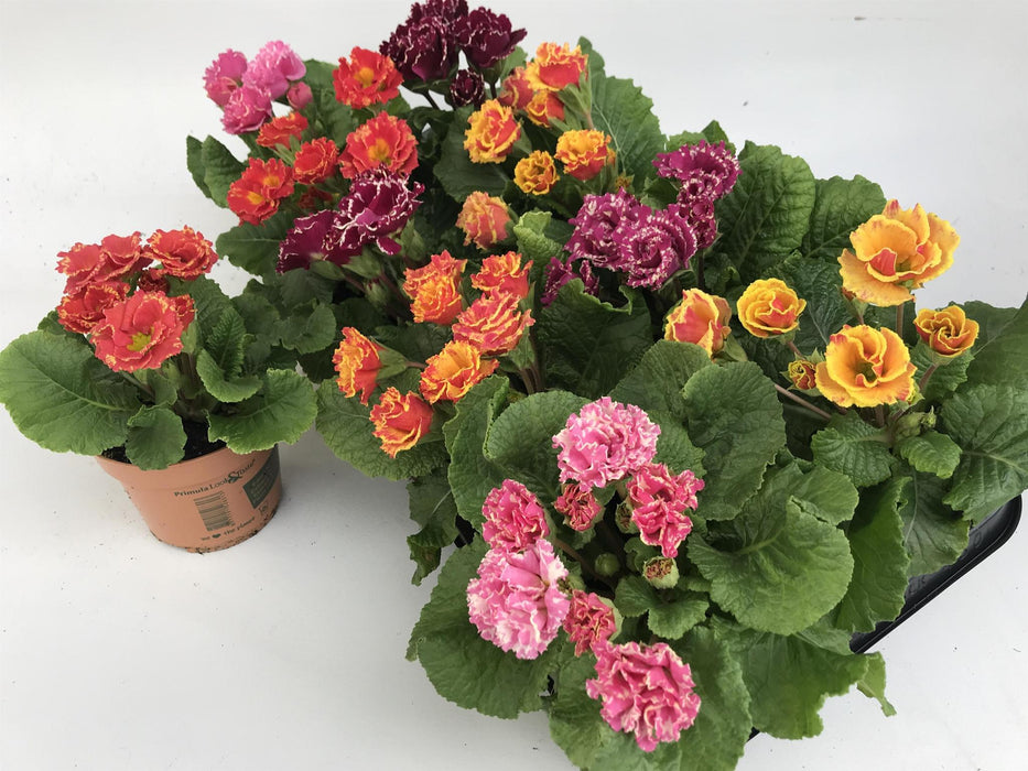Primula Mix D11Cm H16Cm