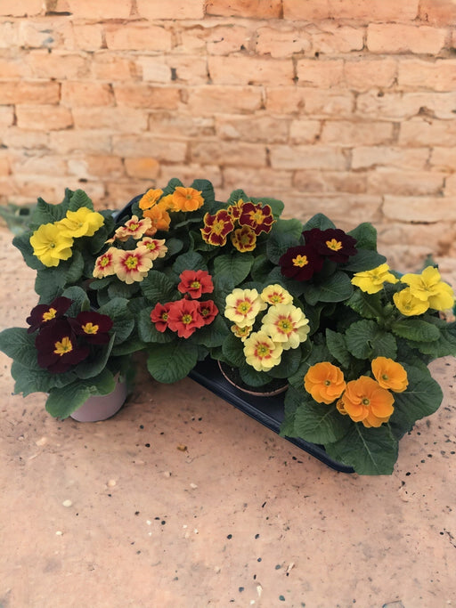 Primula Retro Mix - D11Cm H15Cm