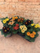 Primula Retro Mix - D11Cm H15Cm
