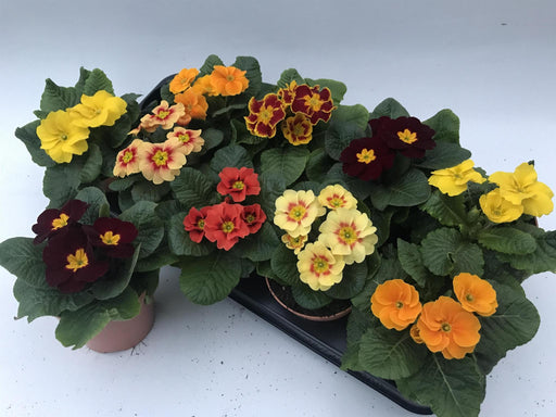 Primula Retro Mix - D11Cm H15Cm