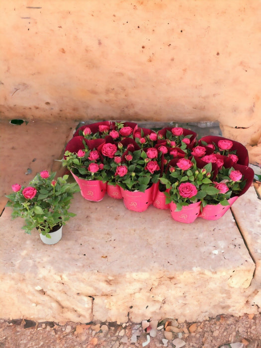 Primula Rosa D10,5Cm H25Cm