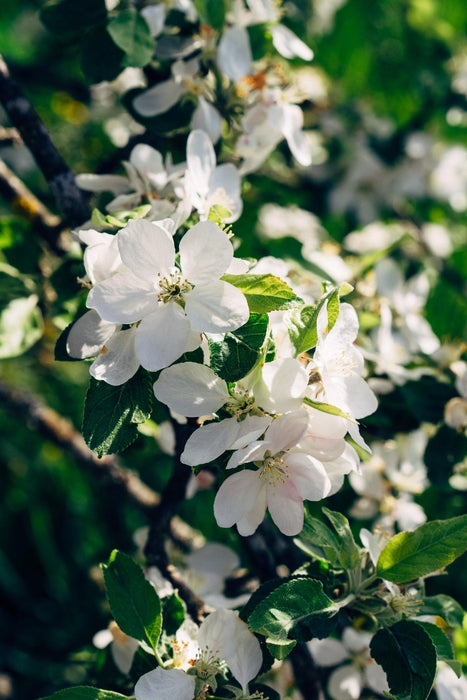 Susino 'Bigarreau Napoléon' - H100Cm, Ø23Cm - Pianta Da Esterno Grande