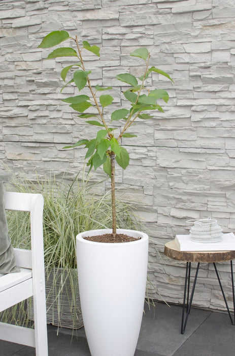 Susino 'Bigarreau Napoléon' - H100Cm, Ø23Cm - Pianta Da Esterno Grande