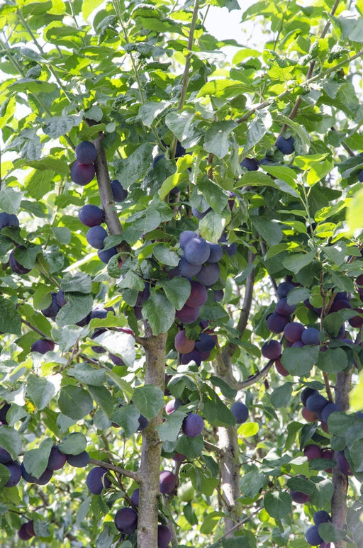 Susino 'Opal' - H100 Cm, Ø23 Cm - Grande Pianta Da Esterno