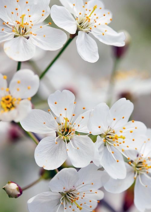 Susino 'Opal' - H100 Cm, Ø23 Cm - Grande Pianta Da Esterno