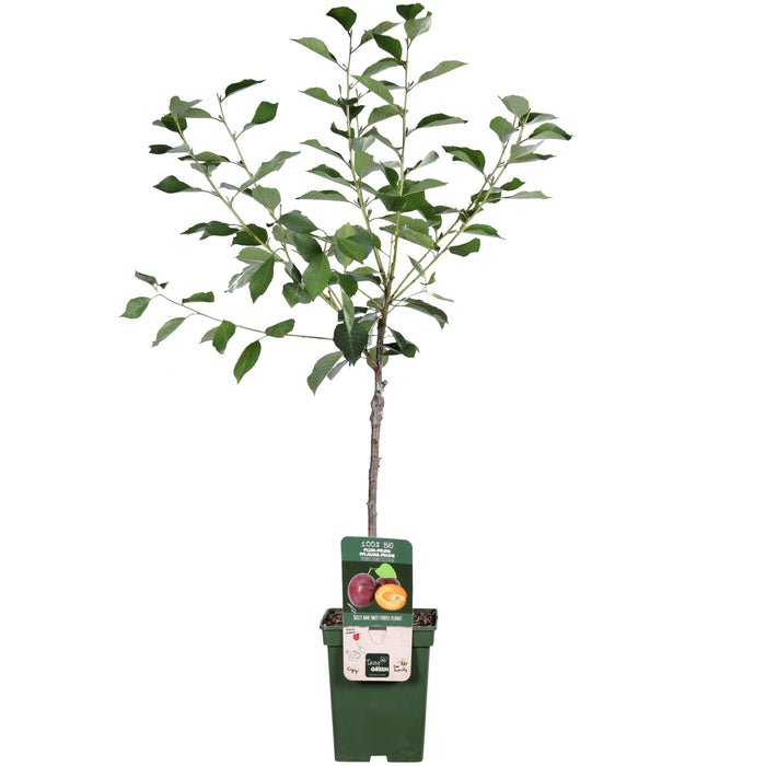 Susino 'Opal' - H100 Cm, Ø23 Cm - Grande Pianta Da Esterno