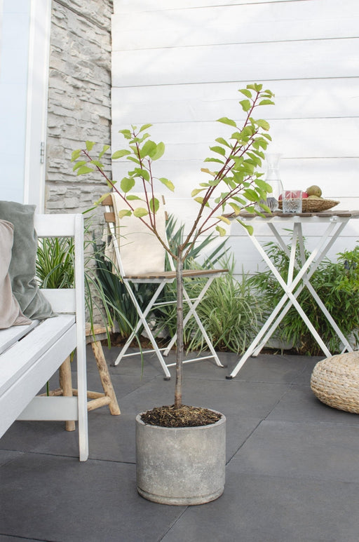 Susino 'Opal' - H100 Cm, Ø23 Cm - Grande Pianta Da Esterno