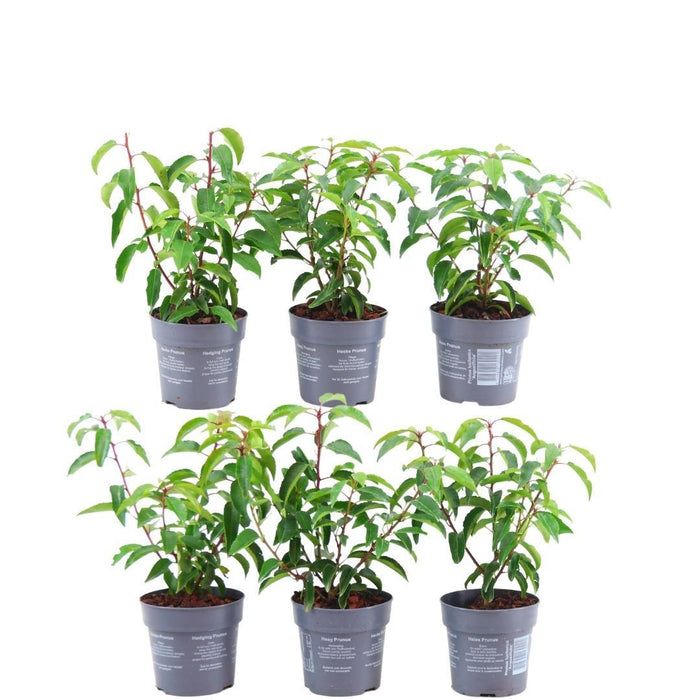 Prunus Lusitanica 'Angustifolia' - Set Di 6