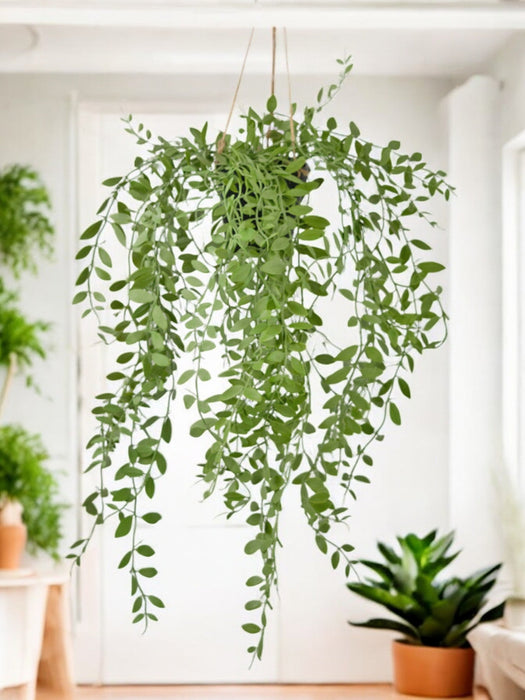 Pumila - Pianta Artificiale Cadente