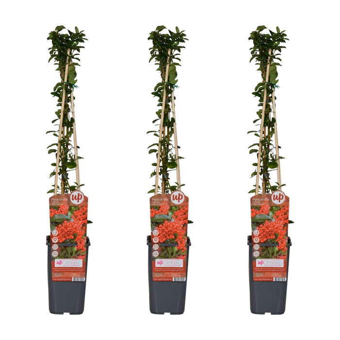 Pyracantha Coccinea 'Colonna Rossa' - Set Di 3