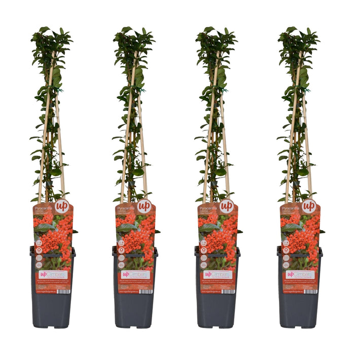 Pyracantha Coccinea 'Colonna Rossa' - Set Di 4