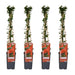 Pyracantha Coccinea 'Colonna Rossa' - Set Di 4