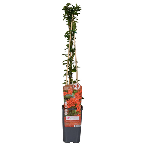 Pyracantha Coccinea 'Colonna Rossa' - Set Di 4