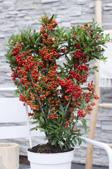 Pyracantha Coccinea 'Stella Rossa'