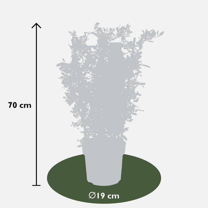 Pyracantha Coccinea 'Stella Rossa'