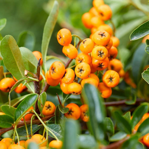 Pyracantha Coccinea Sunny Star - Set Di 2