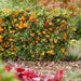 Pyracantha Coccinea Sunny Star - Set Di 2