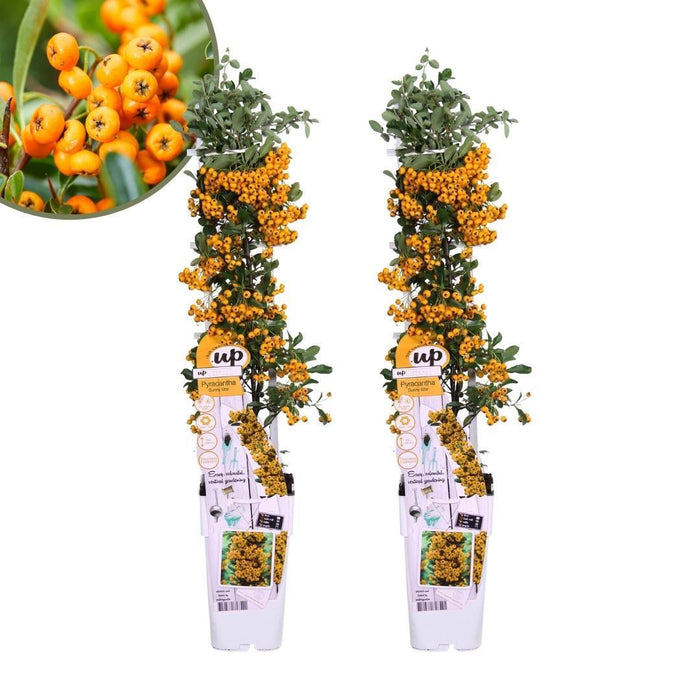 Pyracantha Coccinea Sunny Star - Set Di 2