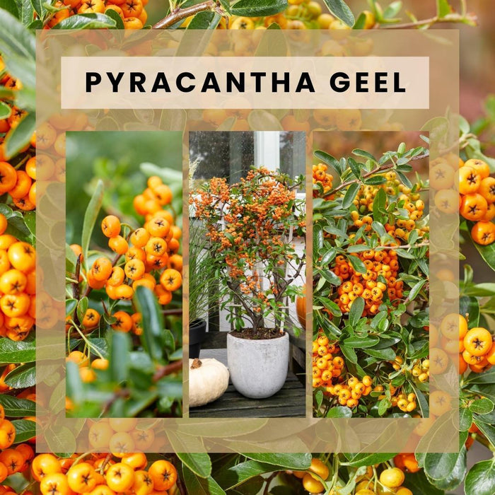 Pyracantha Coccinea Sunny Star - Set Di 2