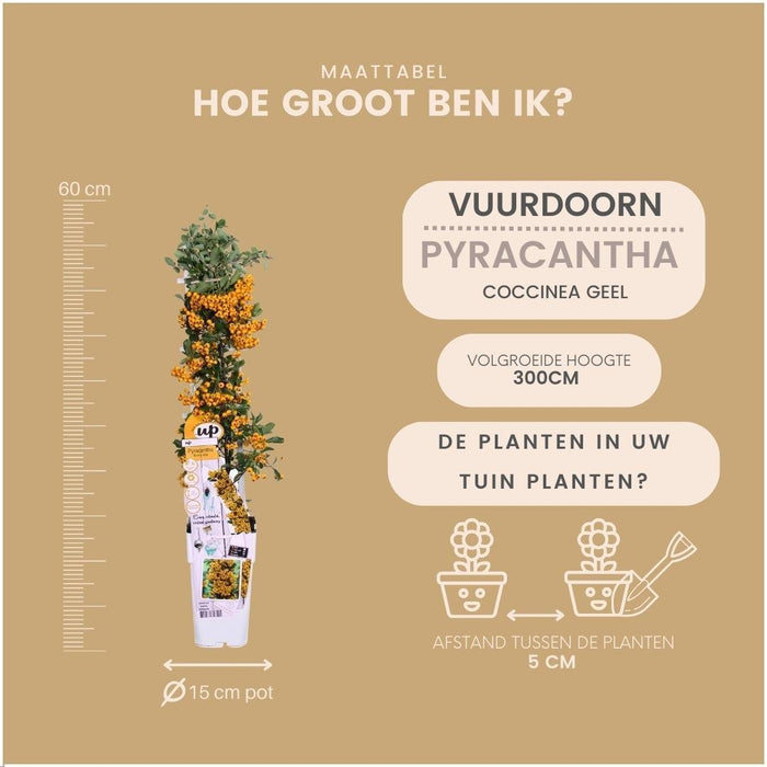 Pyracantha Coccinea Sunny Star - Set Di 2