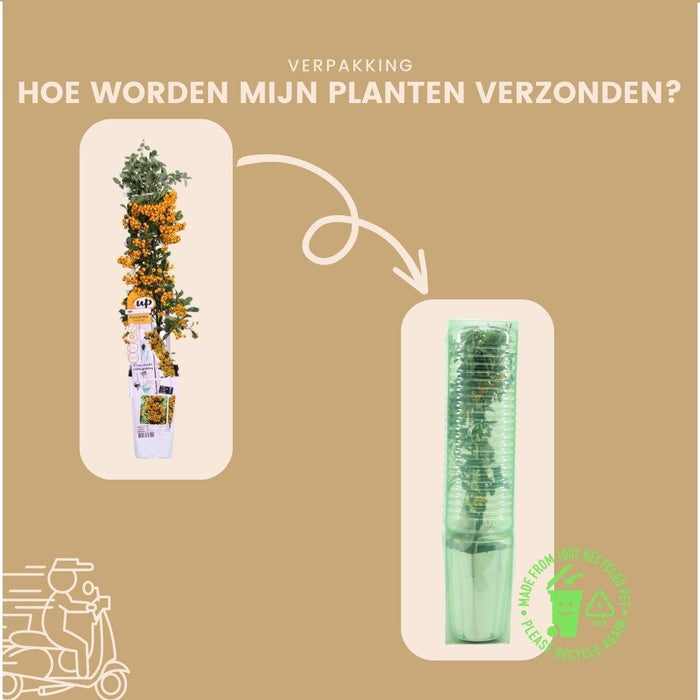 Pyracantha Coccinea Sunny Star - Set Di 2